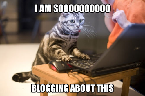 blogging-cat-meme